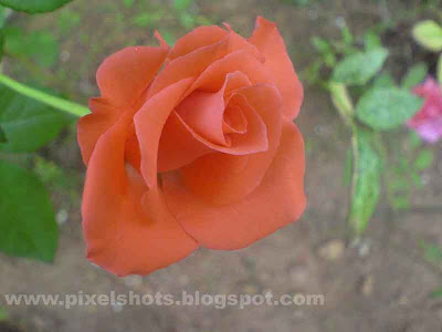 rose flowers pictures gallery. Rose Photo Gallery.Flower