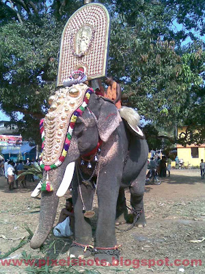 Elephant of kerala named as guruji ayyappan,elephant-photos,kerala-elephants,elephant-pictures,elephant-mahout,decorated-elephant,nettipattom,thidambu