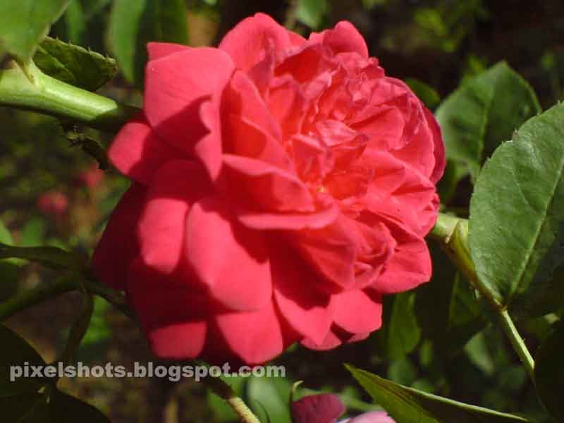 Red rose flowerskerala flowers gallery, Rose Flowers of South India