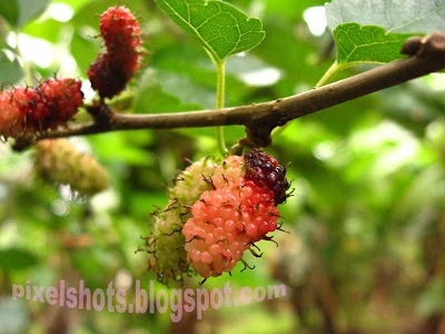 ... Medicinal effects &amp; Fruit facts|PixelShots:Kerala Travel &amp; Nature