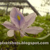 Water Hyacinth Flowers-Violet Flower of the Worst Aquatic plant Weed from Kerala Rivers