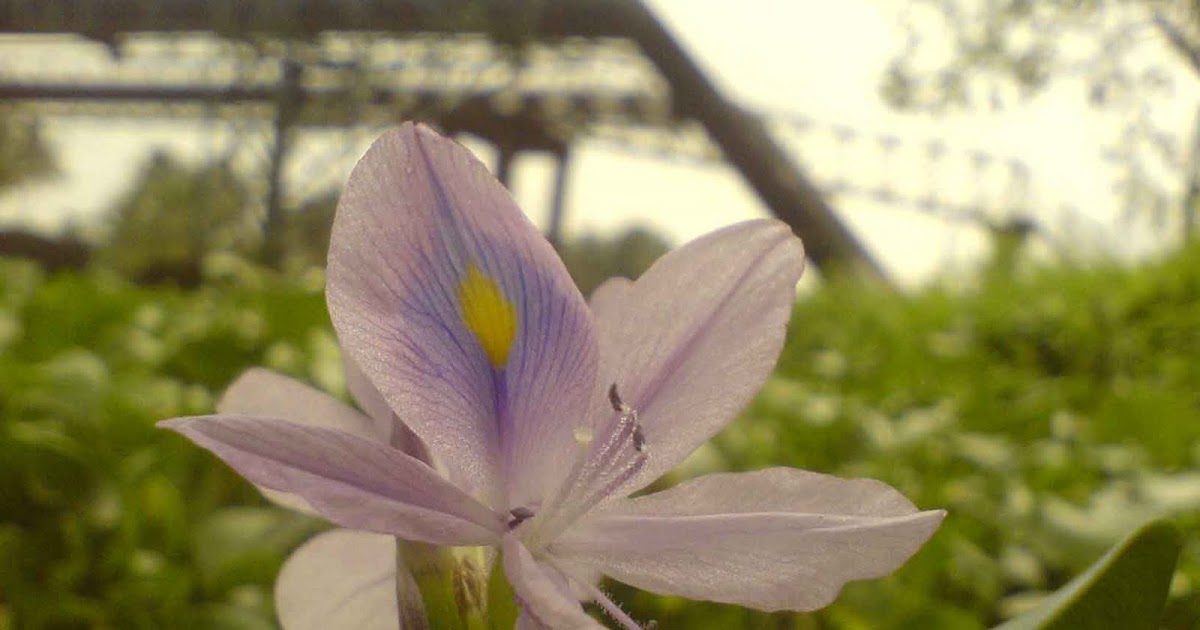 Water Hyacinth FlowersViolet Flower of the Worst Aquatic plant Weed