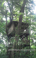 Tree house inside Thenmala forests, Kerala Eco tourism photos tree houses,tree house in thenmala deer park,kerala eco tourism spots,kerala tree houses