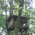 Forest Tree House @ Thenmala Eco Tourism Deer Park / Kerala / India.Thatched Tree house built of Canes,Bamboo,Ropes etc for tourists. Kerala Eco Tourspot Travel Photos