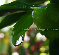 Rain drop in green plant leaf rain drop photo in macro closeup camera focus,rain droplet in garden plant green leaf,droplet closeup