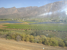 CAPE VINEYARDS