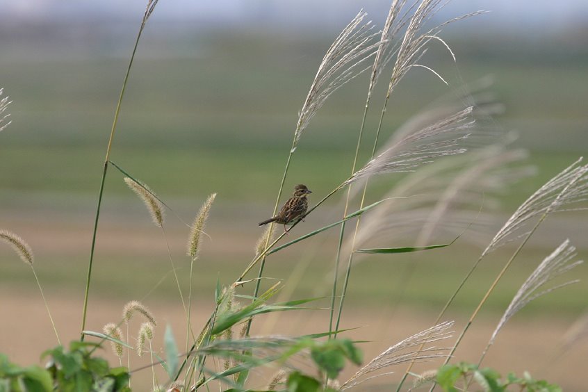 [8.10:25カシラダカ-3*.jpg]