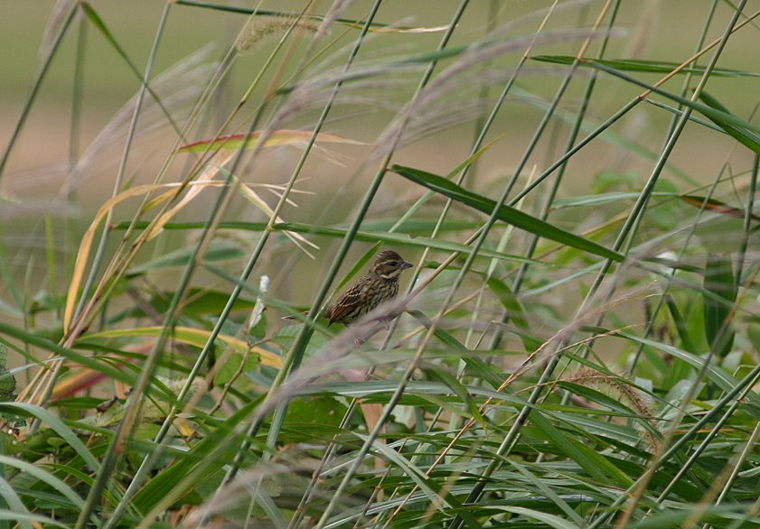 [8.10:25カシラダカ-1*.JPG]