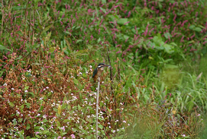 [8.10:25カワ-11*.jpg]