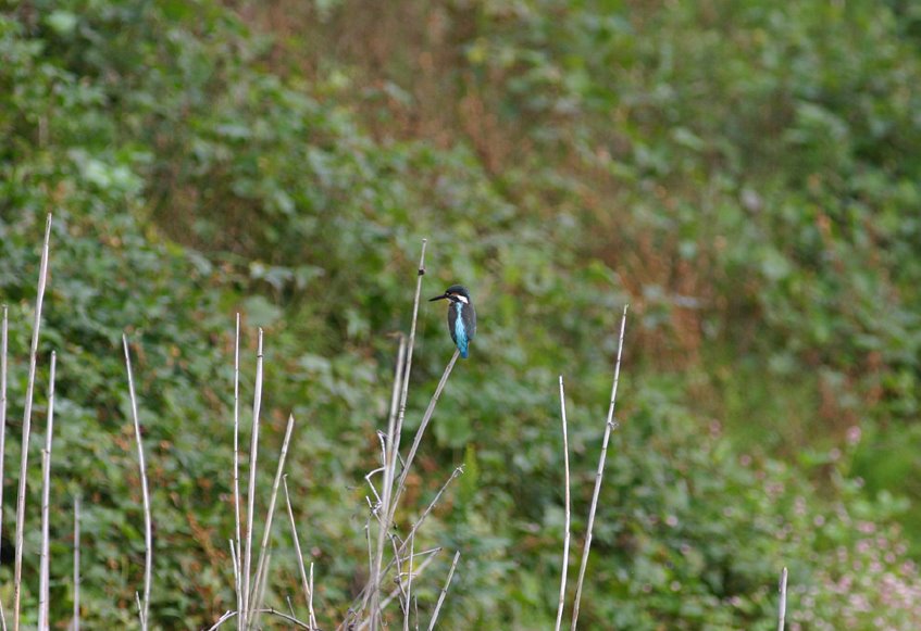 [8.10:25カワ-5*.jpg]