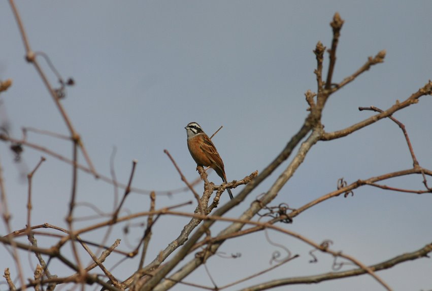 [8.11-25ホオジロ*.jpg]