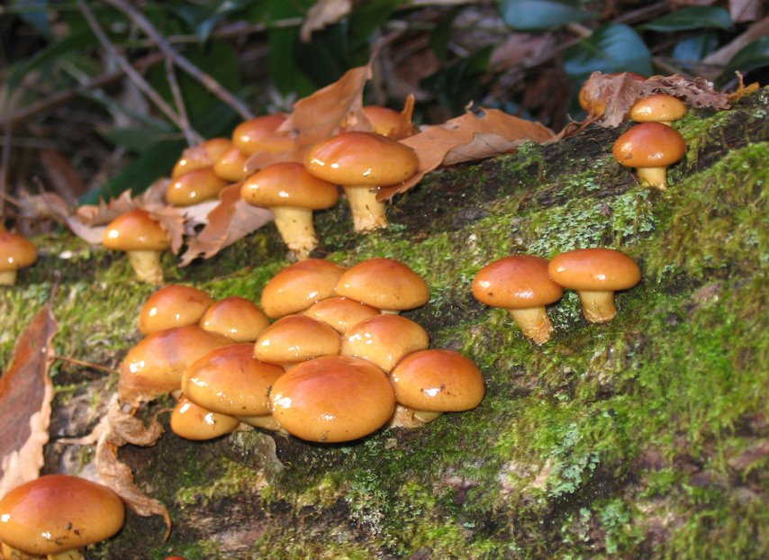 [8.12-2ナメコ-3*.jpg]