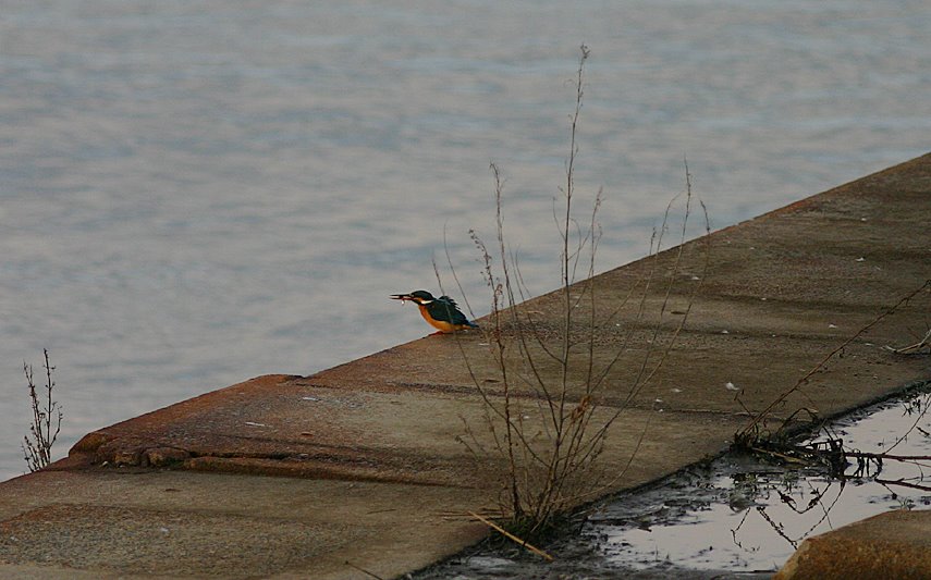 [9.2.23カワ-4*.JPG]