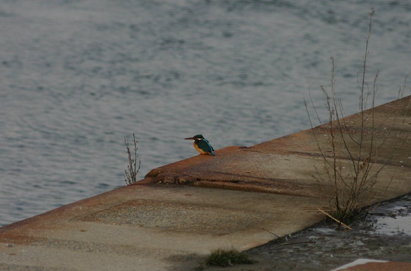 [9.2.23カワ-3*.JPG]