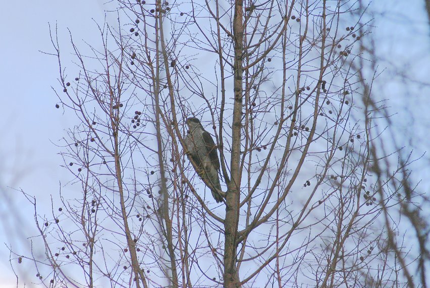 [9.1.2オオタカ-2*.jpg]