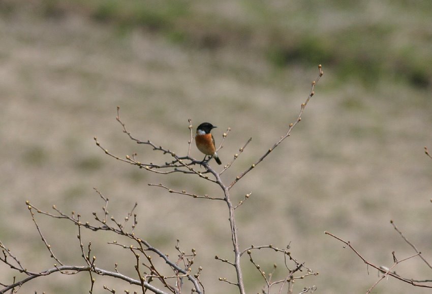 [9.4-7ノビタキ♂-2*.JPG]