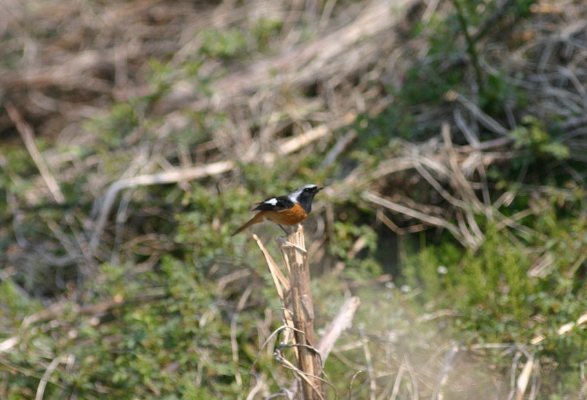 [9.4-7ジョウビタキ♂.JPG]