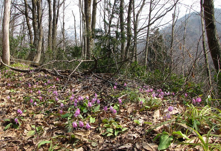 [9.4-7水源地カタクリ-1*.JPG]