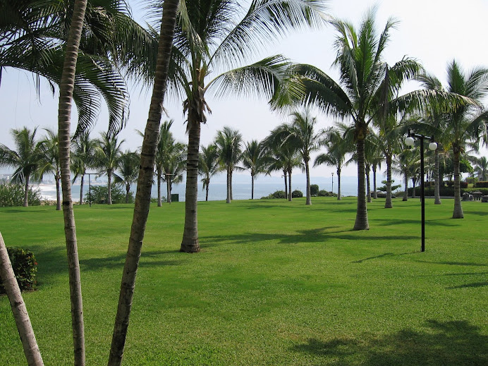 Palm Trees on the Back Lawn