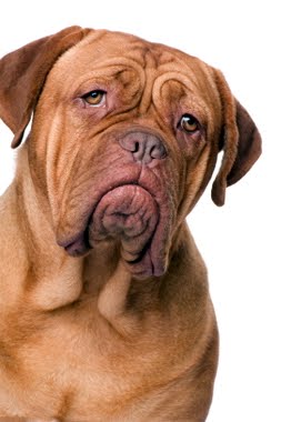 do animals have emotions essay do animals have emotions essay