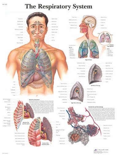 Interactive Respiratory Physiology
