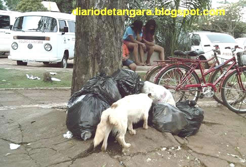 Cães sem dono atrapalham vida dos tangaraenses