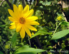 Late Summer Bloom