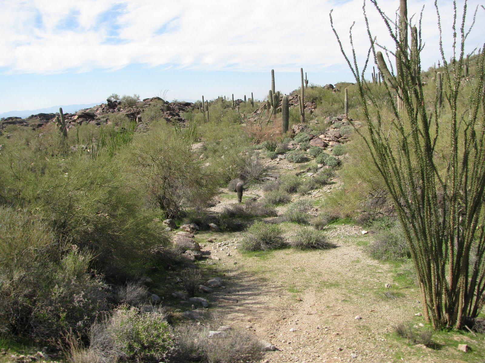 [tea+table+and+Arizona+pics+054.JPG]