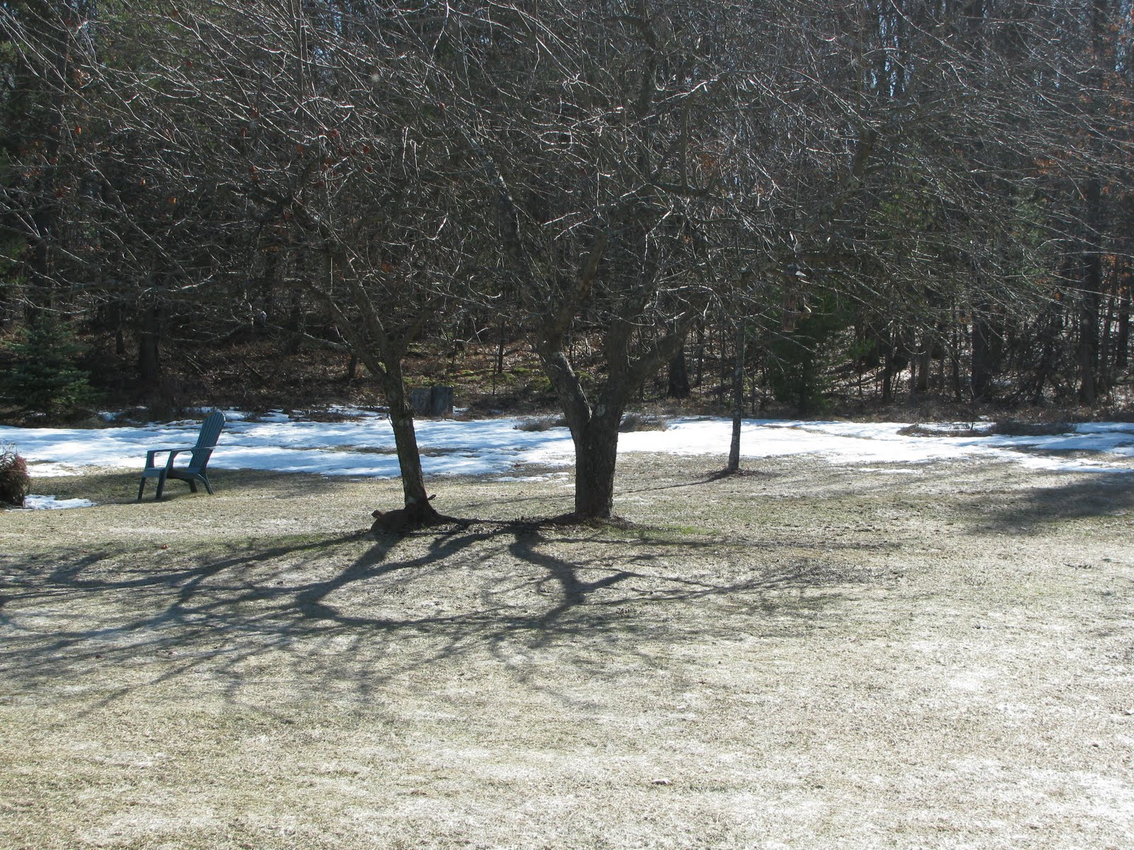[irish+table+birds+1245.JPG]