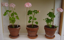 Pelargonälskare