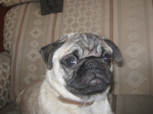 pug de 4 meses