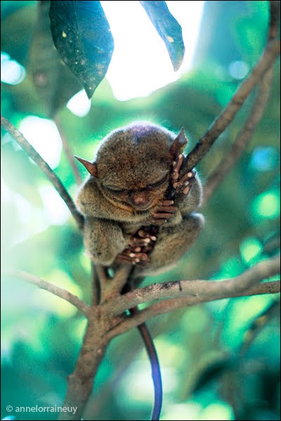 [tarsier1.jpg]