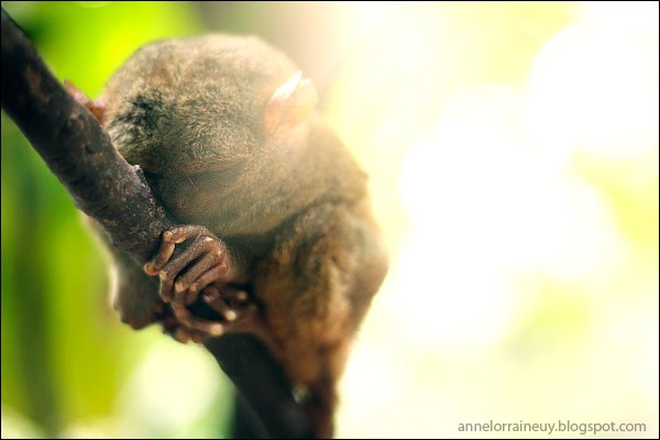 [tarsier6.jpg]
