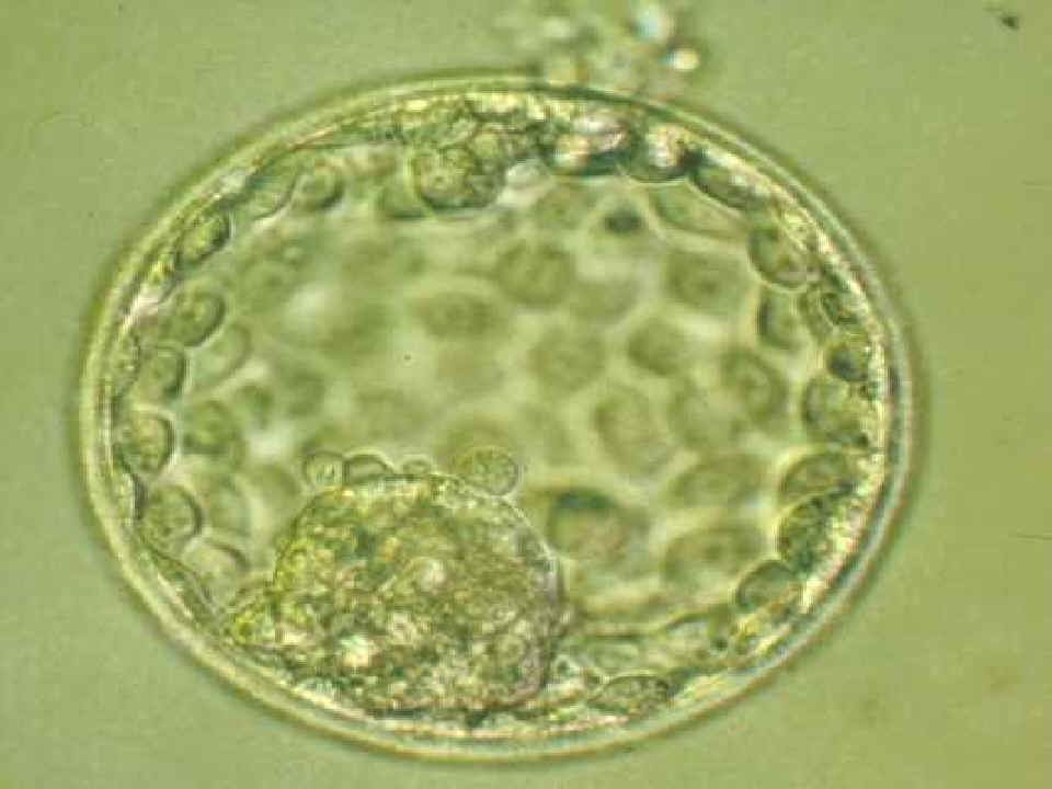 clonacion CLONACION CELULAR