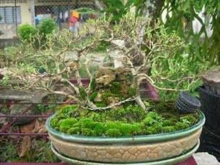 BONSAI MALAYAKELADI: KOLEKSI BEBUAS
