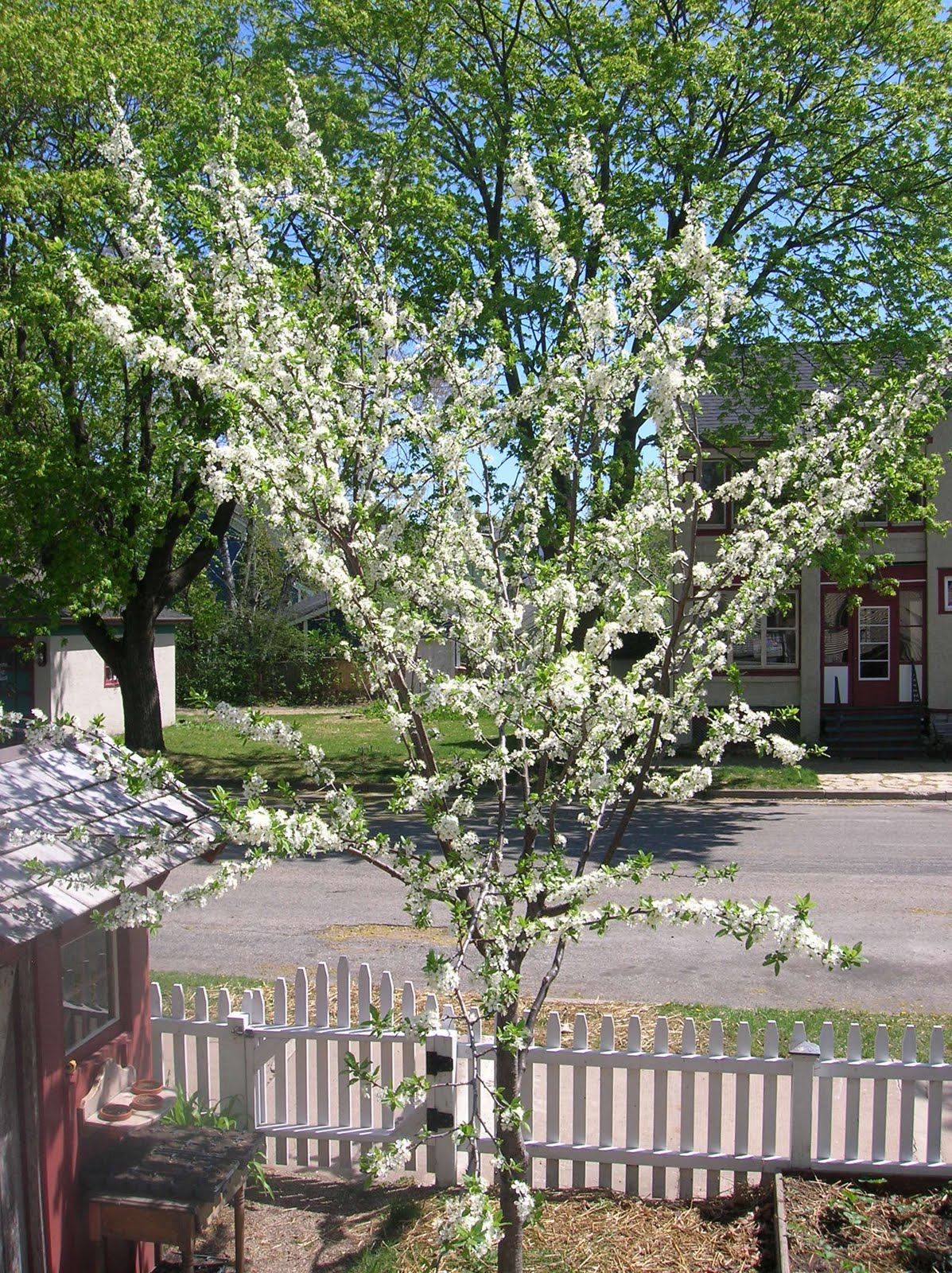 old plum tree