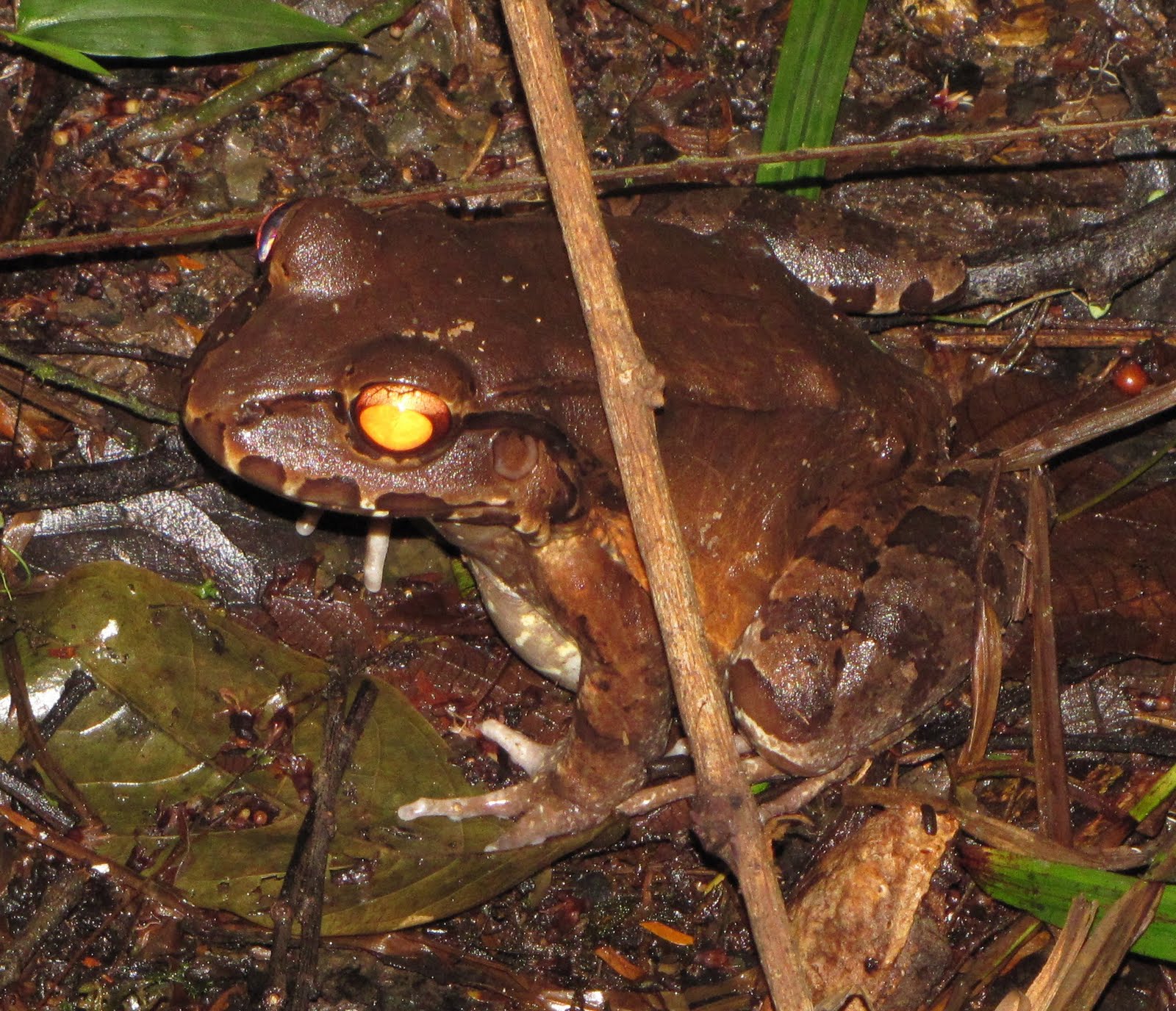The Buckeye Herps Blog Pura Vida 3 Swamp Froggin