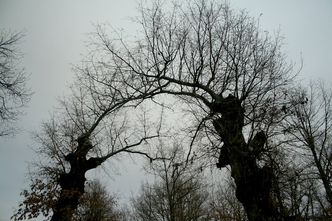 Un poco de arboles