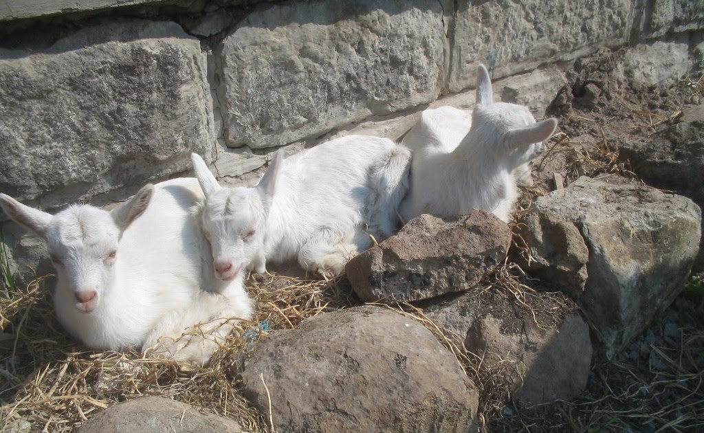 Living on a farm in Slovakia Plants that goats do not eat