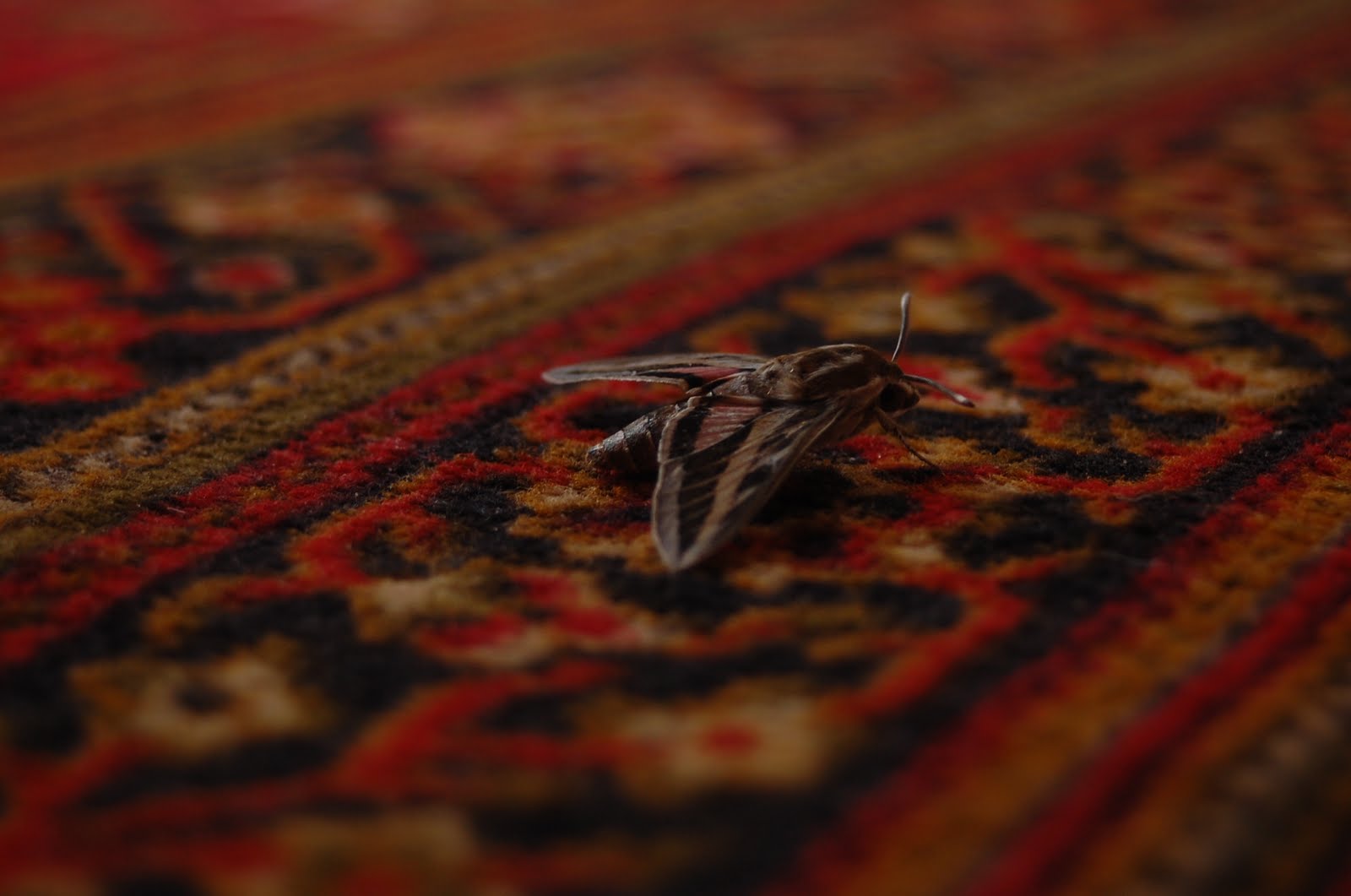 [DSC_0216.JPG]