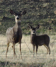 Doe & Fawn