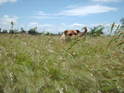 dog hiding in the grass