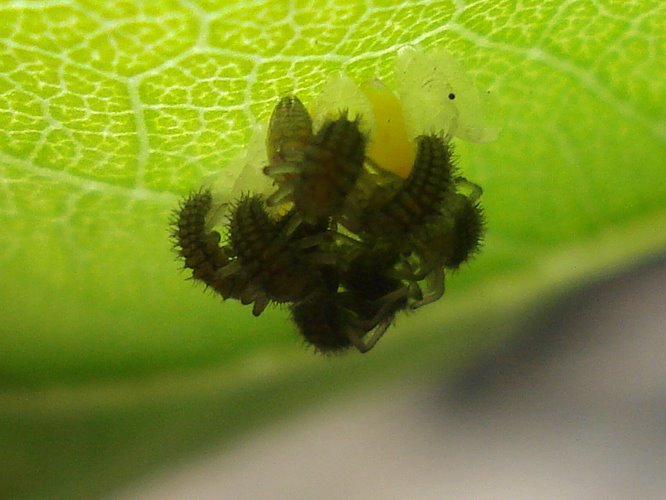 [ladybugsc21153.jpg]