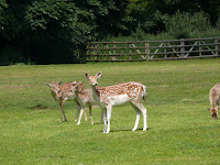 Rehe