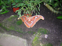 Schmetterling