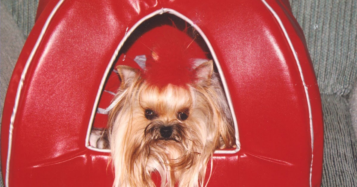 Conrads College Gifts Ohio State Pet Bed