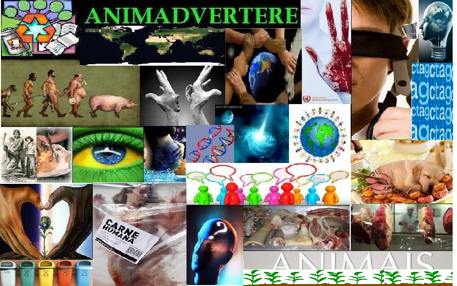 Animadvertere