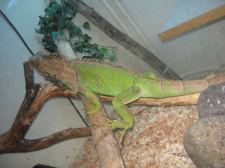Large Green Iguana