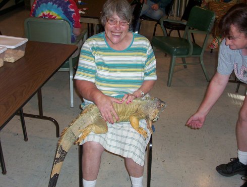 Large Green Iguana