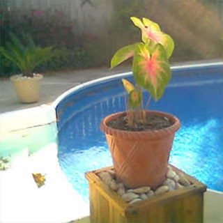 New plants by the pool New plants by the pool